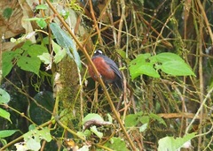 Ochthoeca cinnamomeiventris