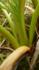 Anisotome antipoda