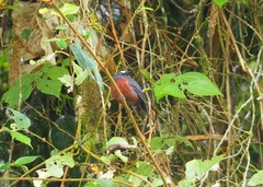 Ochthoeca cinnamomeiventris