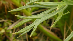 Anisotome antipoda