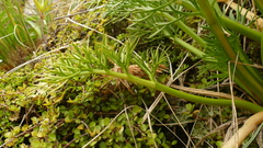 Anisotome antipoda