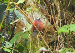 Ochthoeca cinnamomeiventris