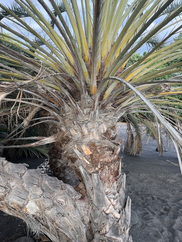 Phoenix dactylifera, 2025-12-03