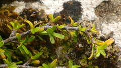 Coprosma cuneata
