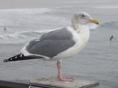 Larus glaucescens × occidentalis