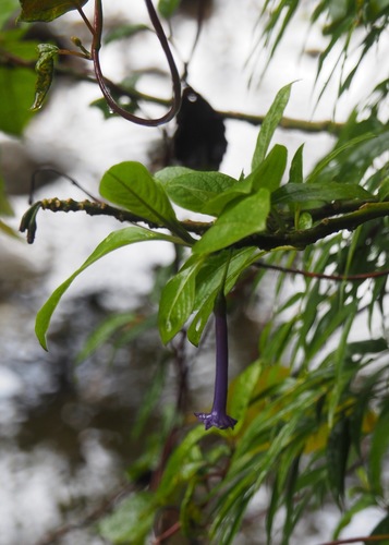 Iochroma cyaneum