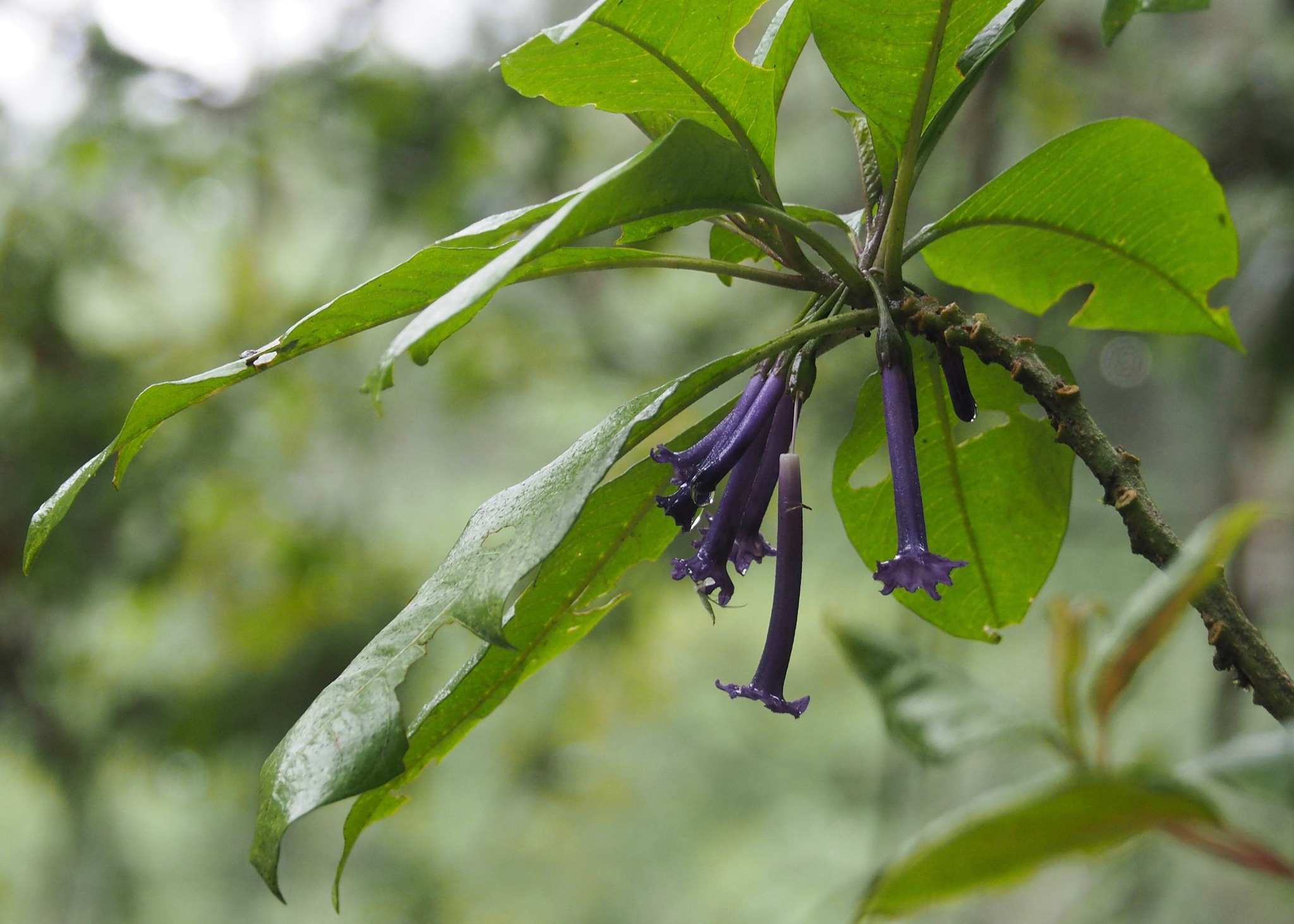 Iochroma baumii