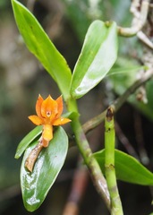 Epidendrum geminiochraceum