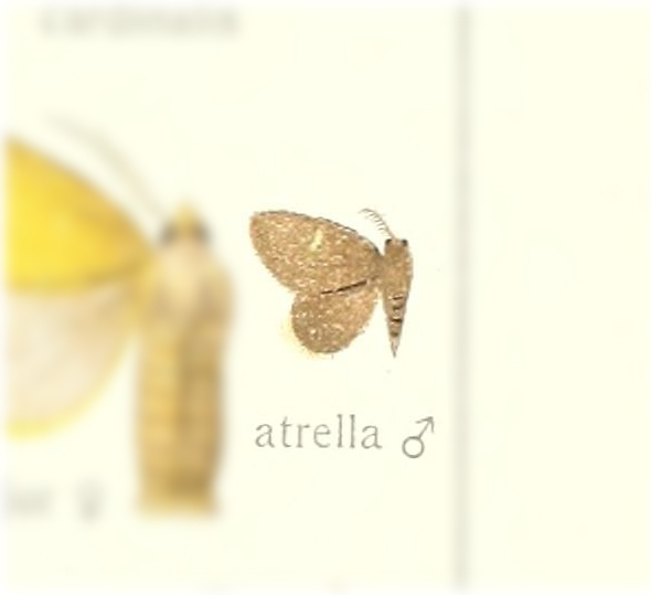 Aroa atrella