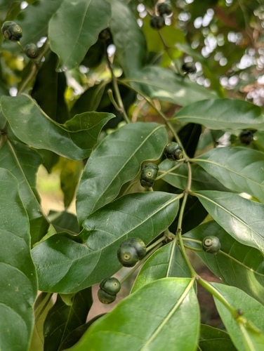 Morinda lucida