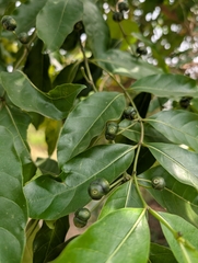 Morinda lucida