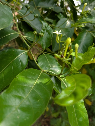 Morinda lucida, photograph 2