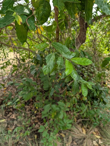 Morinda lucida, photograph 3