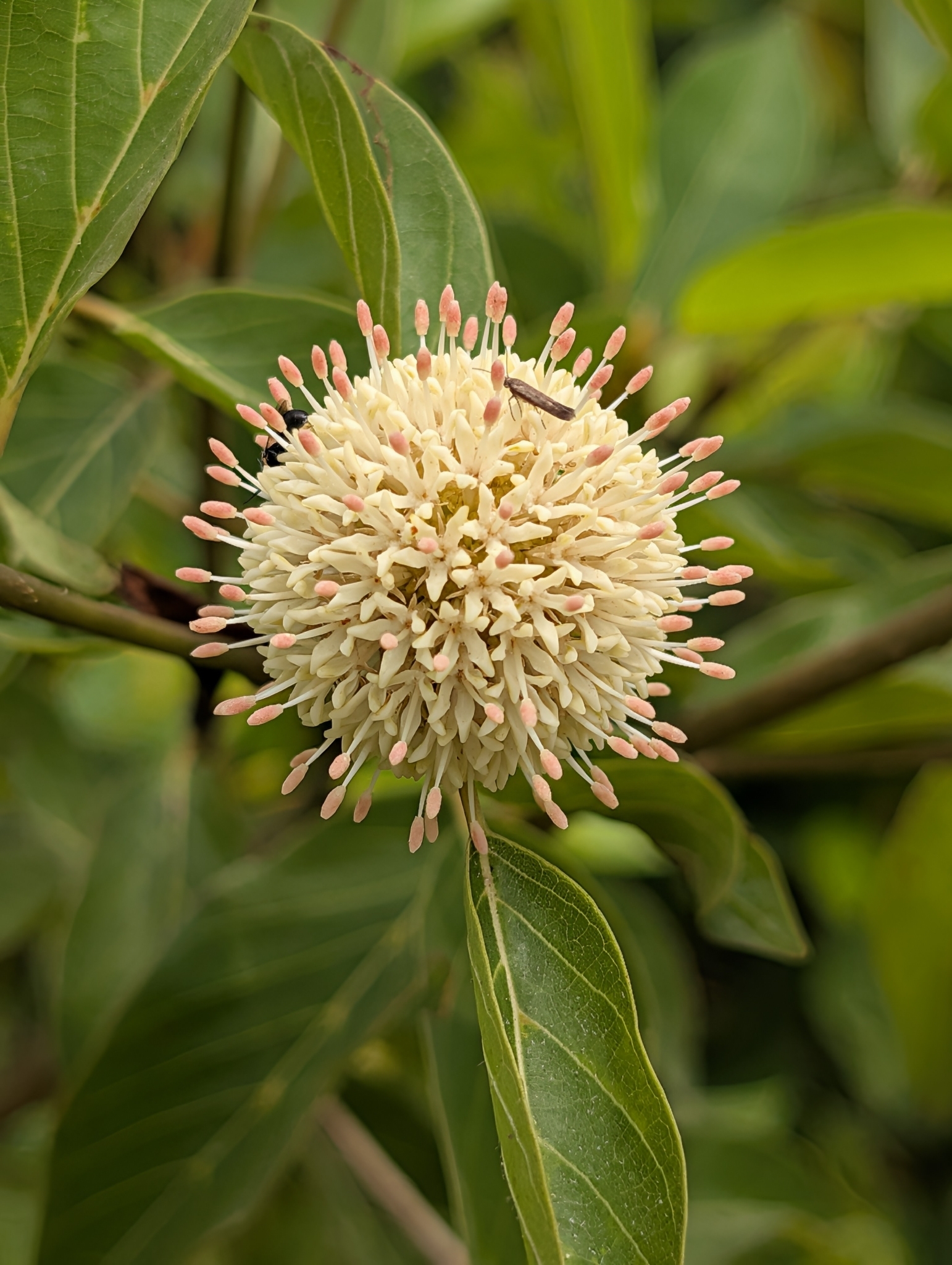 African Wild Coffee (Mitragyna inermis)