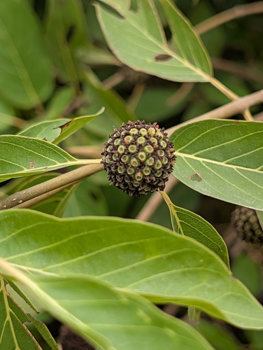 Mitragyna inermis, photograph 2