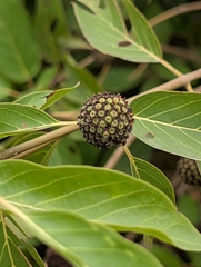 Mitragyna inermis, photograph (c) Denis Bastianelli, some rights reserved (CC BY)