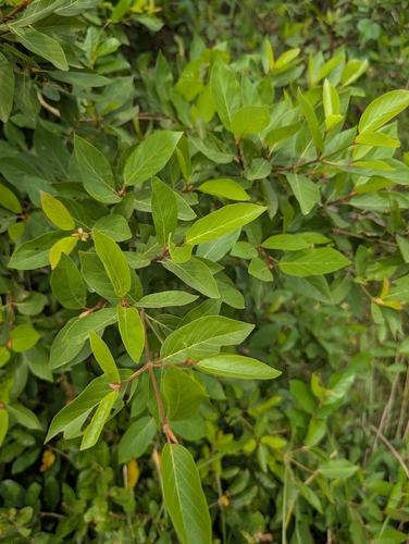 Mitragyna inermis, photograph 3