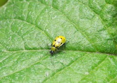 Diabrotica decempunctata