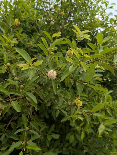 Mitragyna inermis, photograph 4