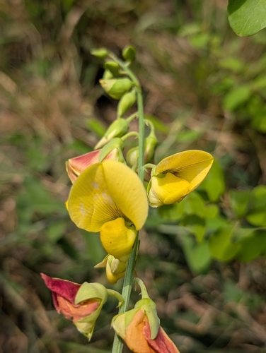 Rattleweed