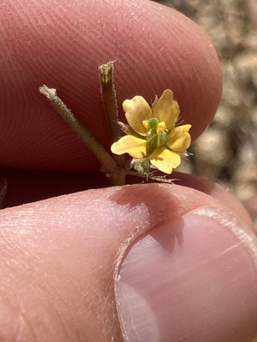 Warty Caltrop (Kallstroemia parviflora)