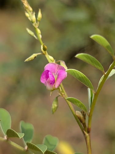 Fishpoison (Tephrosia purpurea)