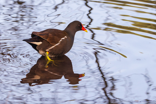 iNaturalist: (c) Paul, some rights reserved (CC BY-NC), uploaded by Paul iNaturalist image