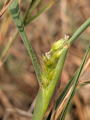 Southern Sandbur