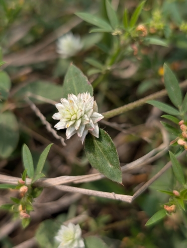 prostrate globe-amaranth