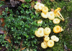 Tricholomopsis aurea