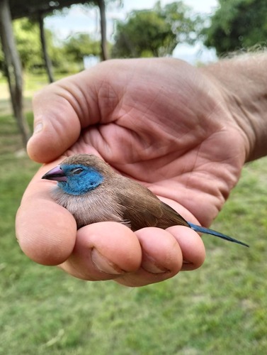 Southern Cordonbleu