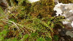 Coprosma cuneata
