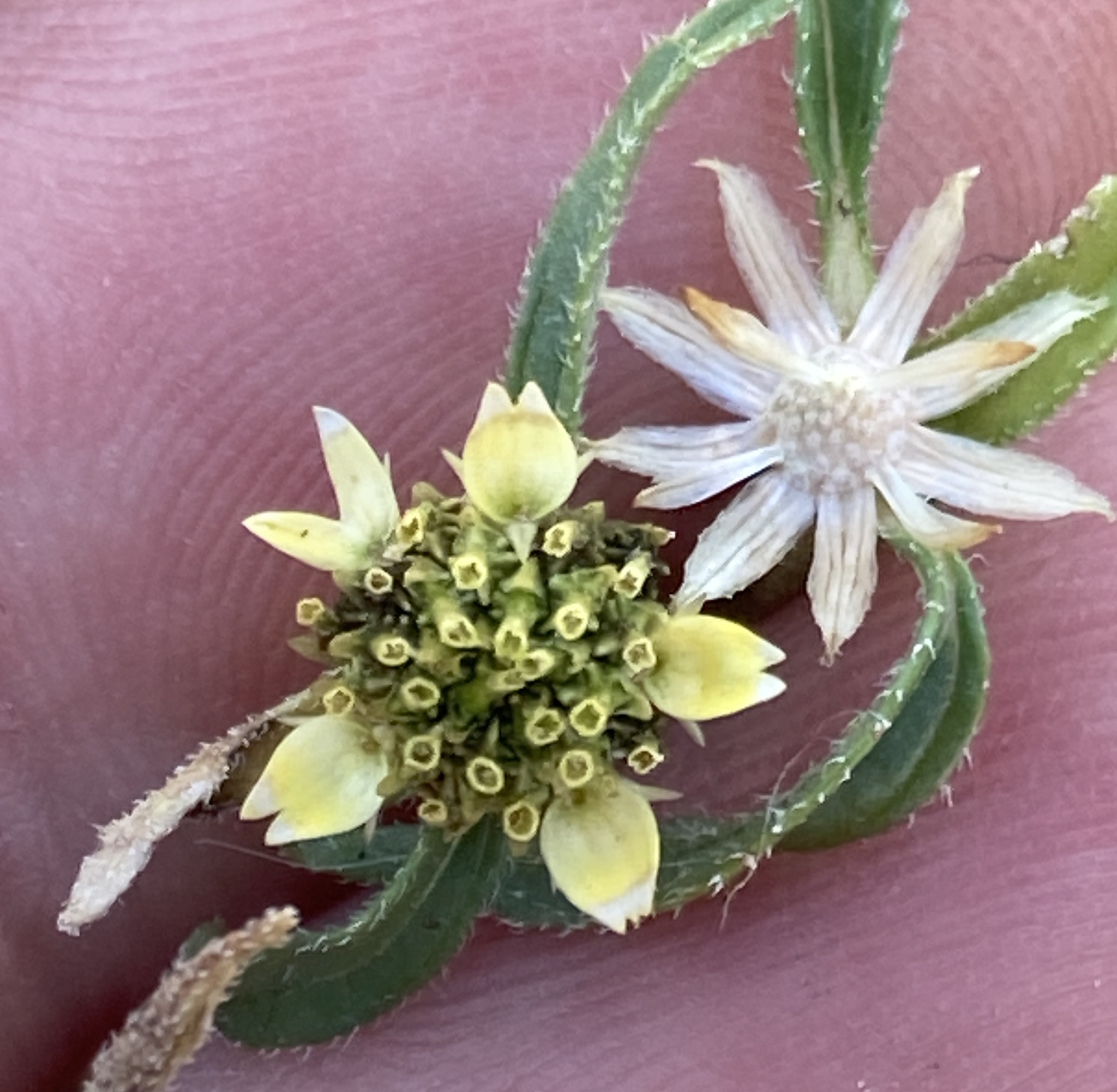 Abert's Sanvitalia (Sanvitalia abertii)