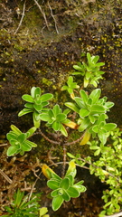 Veronica benthamii