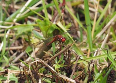 Erythrodiplax ines