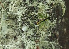 Paramastax mariaetheresiae