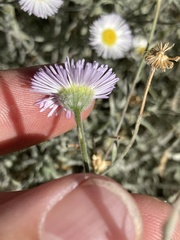 Erigeron concinnus, photograph (c) Adam J. Searcy, some rights reserved (CC BY)