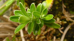 Veronica benthamii