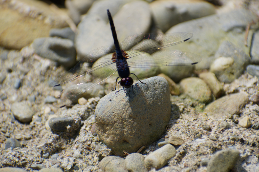 Indigo Dropwing (Trithemis festiva)