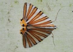 Pityeja histrionaria