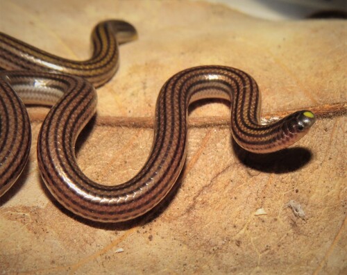 Wagler's blind snake