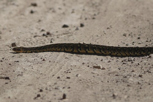 Puff Adder
