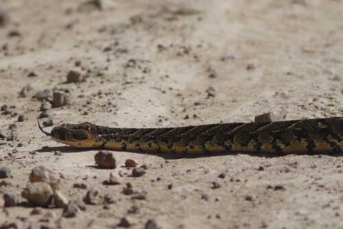 Puff Adder