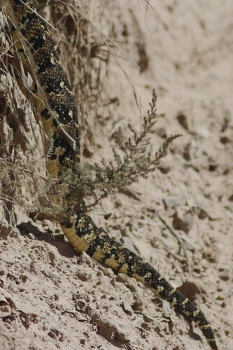 Puff Adder