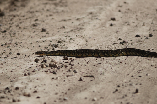 Puff Adder