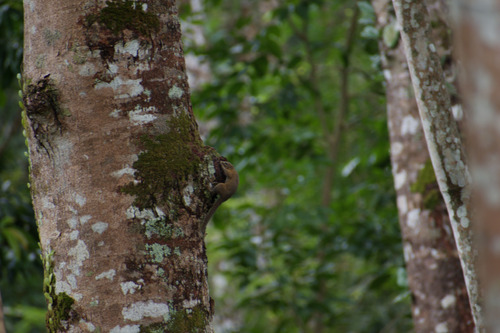 Sundasciurus tenuis