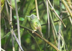 Boissonneaua flavescens