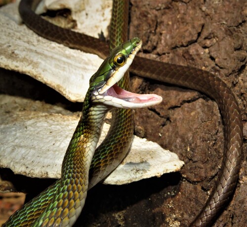 Southern Green Parrot Snake