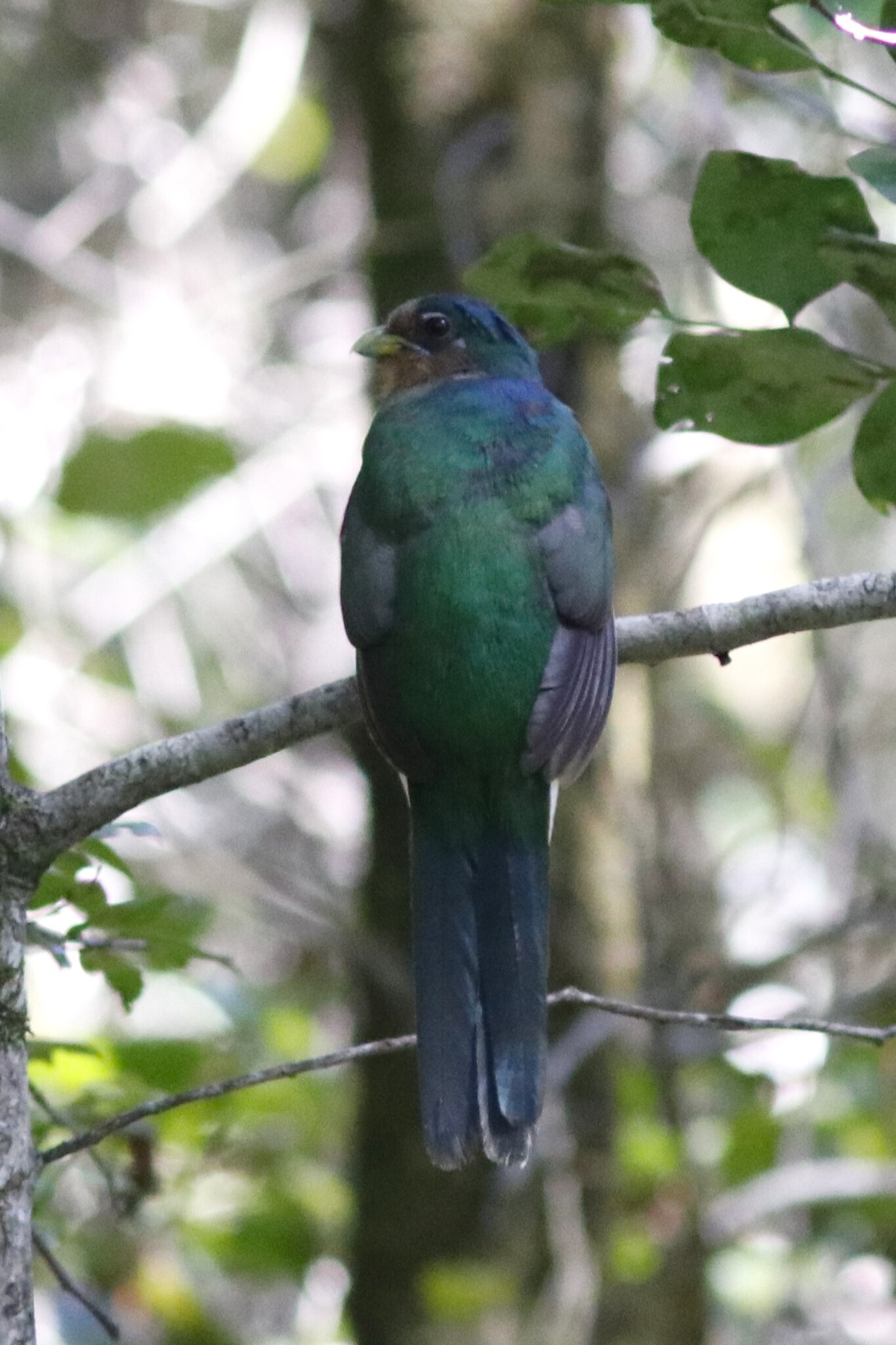 Narina Trogon (Apaloderma narina), photo 9