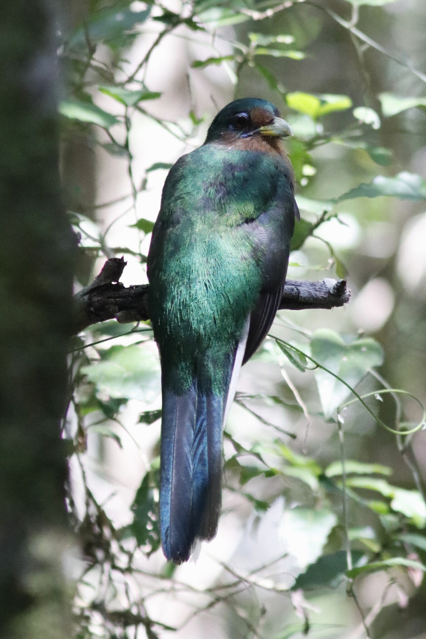 Narina Trogon (Apaloderma narina), photo 10